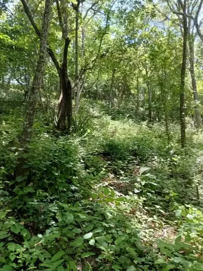 Magnifique terrain 4