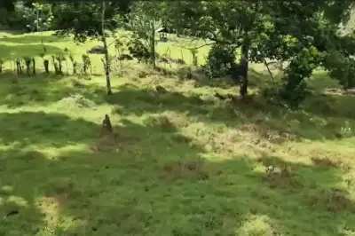 À Vendre : Guapiles, Limón : Vaste ferme de 6,2 hectares 3