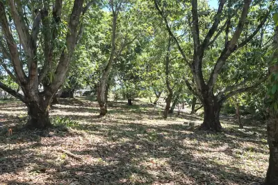 Vente / Très Beau Terrain, Coyolar, Orotina, Alajuela 1