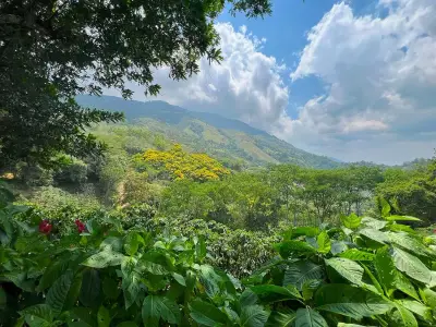 Finca avec caféiers et arbres fruitiers à Puriscal 1