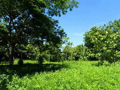 Plus d'un hectare à vendre à Parrita – Idéal pour le développement résidentiel 3