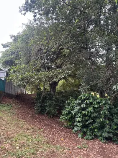 8223 m² Land in Atenas, Alajuela: Private Development in Natural Surroundings 1