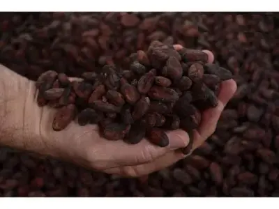 À Vendre : Plantation De Cacao En Production Et En Croissance 1