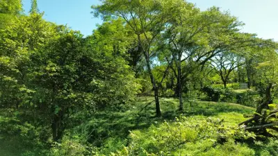 Serene 5000 m2 Lot-Lush Nature and Development Potenital- 10 Minutes from Santa Teresa