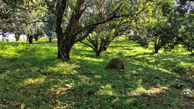 Terrain de 22 679 m² avec production de mangues — Jesús María de San Mateo, Alajuela