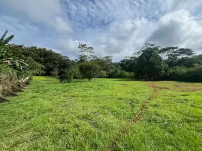 Spacious 2,600 m2 Lot with Fruit Trees near Santa Teresa - Ready to Build 5