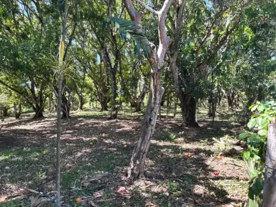 Vente / Très Beau Terrain, Coyolar, Orotina, Alajuela 4