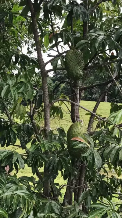 Majestueux ranch et terres agricoles de 83 hectares à Sarapiquí, Costa Rica | Développez votre rêve 2