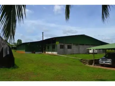 À Vendre : Plantation De Cacao En Production Et En Croissance 5