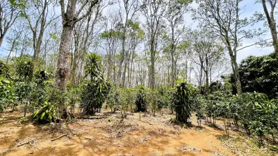 Land For Sale In San Isidro, San Ramón