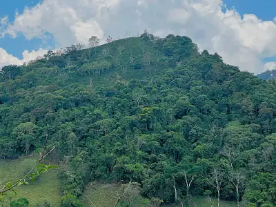 Finca avec caféiers et arbres fruitiers à Puriscal 5