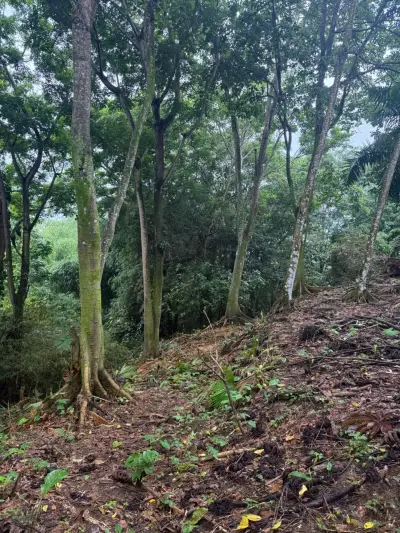 Opportunité d'investissement devant la mer à Matama, Limón, Costa Rica. 5
