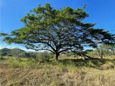 À Vendre : Magnifique terrain plat à La Ceiba, Orotina 1