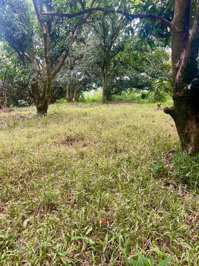 FINCA PRODUCTIVE AVEC EAU POTABLE — Jesús María, San Mateo, Alajuela 2