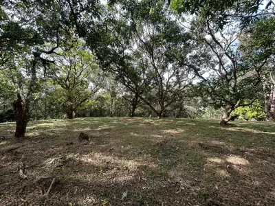 10,346 m² Lot with Fruit Trees in Orotina, Alajuela 2