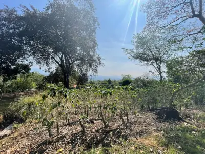 Vente de café à Atenas 3