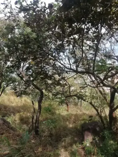 Magnifique terrain à Santa Ana pour un promoteur 1