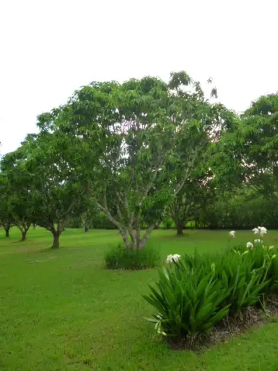 Vaste terrain de 11 380 m² à Orotina, Alajuela - Idéal pour développement ou domaine privé 3