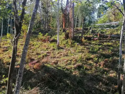 Terrain Serein avec Vue sur la Jungle à Santa Teresa 4