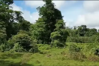 À Vendre : Guapiles, Limón : Vaste ferme de 6,2 hectares 4
