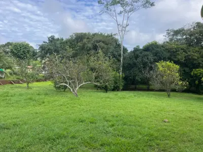 Spacious 2,600 m2 Lot with Fruit Trees near Santa Teresa - Ready to Build 3