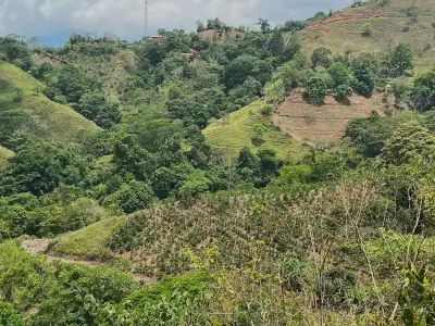 Finca avec caféiers et arbres fruitiers à Puriscal 4