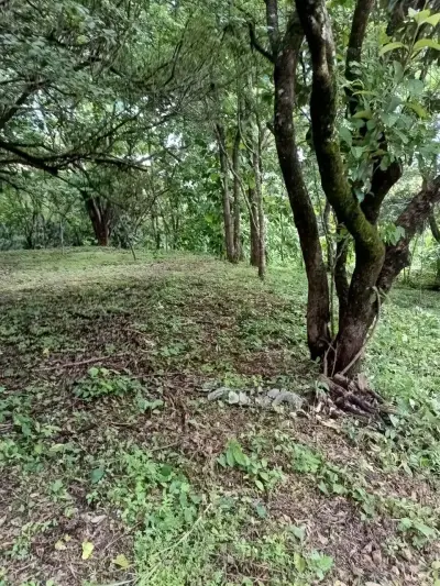 Magnifique terrain 5