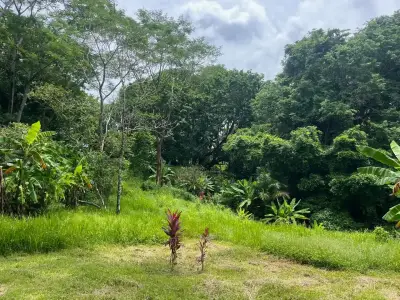Propriété de rêve à Delicias : 7 100 m² de terrain luxuriant avec ruisseau et arbres fruitiers – À quelques minutes de Santa Teresa 4