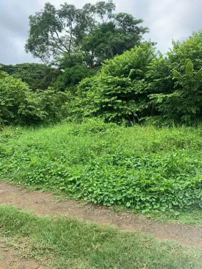 345 M² Lot For Sale In Manzanillo – Near Santa Teresa & Playa Hermosa And Minutes To The Beach  4