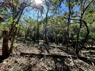Investissez dans la nature : terrains privés de 5 000 m² en jungle à Mal País, à quelques minutes de la plage 4