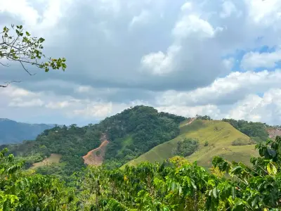 Finca avec caféiers et arbres fruitiers à Puriscal 2