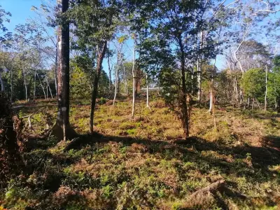 Prime Jungle Lot for Sale in Santa Teresa 5