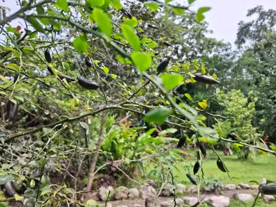 Retraite Éco-Domaine Bijagual : Vie Durable avec Maisons d'Invités, Accès Rivière et Jardins Luxuriants 2