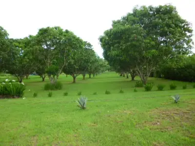 Vaste terrain de 11 380 m² à Orotina, Alajuela - Idéal pour développement ou domaine privé 2