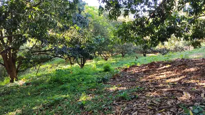 Terrain de 22 679 m² avec production de mangues — Jesús María de San Mateo, Alajuela 3