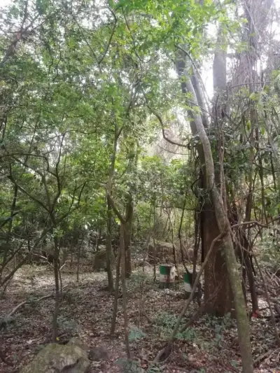 Magnifique terrain à Santa Ana pour un promoteur 2