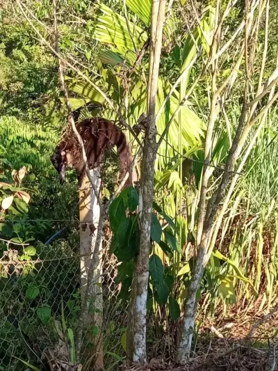 Retraite Éco-Domaine Bijagual : Vie Durable avec Maisons d'Invités, Accès Rivière et Jardins Luxuriants 5