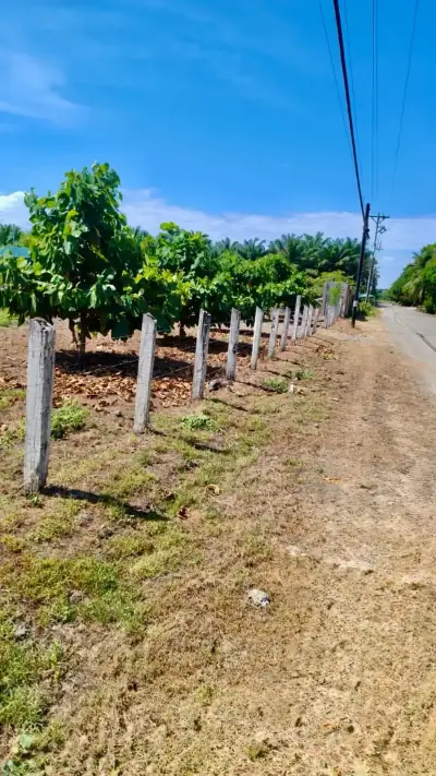 Vaste terrain de 4200 m² à développer ou pour l'agriculture près de Playa Palo Seco, Parrita 1