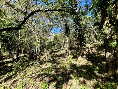 Investissez dans la nature : terrains privés de 5 000 m² en jungle à Mal País, à quelques minutes de la plage 1